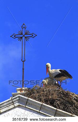 Stock Photo - Portugal, Algarve. Faro. Storks in their nest.. Fotosearch