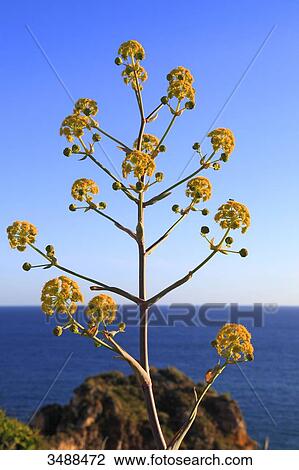 portugal, algarve, lagos. Ampliar Foto Banco de Imagem - portugal, algarve, lagos.. Fotosearch - Busca de Fotografias, Impressões, Imagens, e Fotos Clip Art