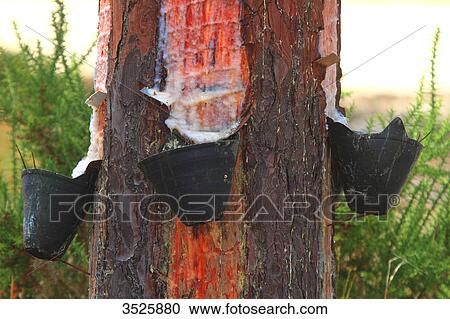 Portugal, Collecting pine resin. View Large Photo Image Stock Image - Portugal, Collecting pine resin.. Fotosearch