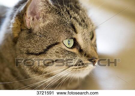 Profil close-up of tabby cat with green eyes View Large Photo Image Stock Image - Profil close-up of tabby cat with green eyes. Fotosearch