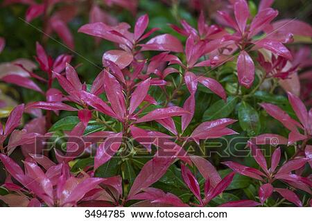 red Young shoots of Pieris Forest Flame in Spring View Large Photo Image Stock Photography - red Young shoots of Pieris Forest Flame in Spring. Fotosearch