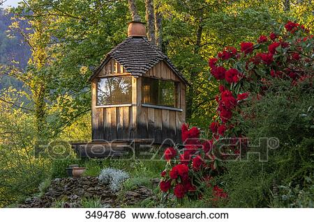 Rhododendron in front of a wooden hut View Large Photo Image Stock Photograph - Rhododendron in front of a wooden hut. Fotosearch