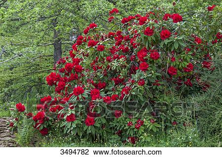 Rhododendron View Large Photo Image Stock Image - Rhododendron. Fotosearch