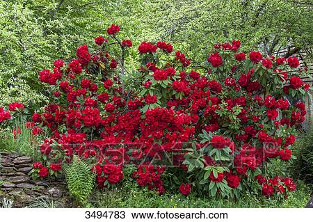 Rhododendron View Large Photo Image Stock Image - Rhododendron. Fotosearch