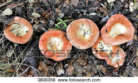 Rosy spike-cap mushrooms (gomphidius roseus) View Large Photo Image Stock Photo - Rosy spike-cap mushrooms (gomphidius roseus). Fotosearch