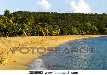 Saline Bay's beach, Mayreau, Saint-Vincent and the Grenadines, West Indies View Large Photo Image Stock Image - Saline Bay's beach, Mayreau, Saint-Vincent and the Grenadines, West Indies. Fotosearch
