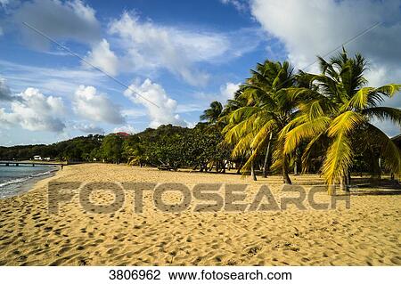 Saline Bay's beach, Mayreau, Saint-Vincent and the Grenadines, West Indies View Large Photo Image Stock Image - Saline Bay's beach, Mayreau, Saint-Vincent and the Grenadines, West Indies. Fotosearch