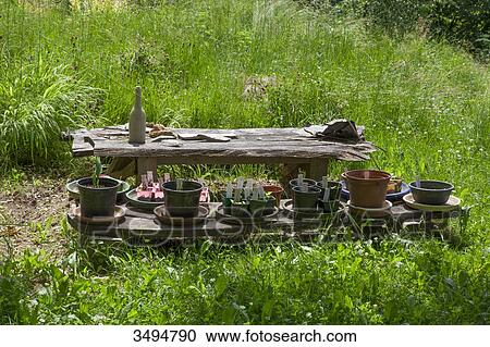 Seedlings in pots View Large Photo Image Stock Image - Seedlings in pots. Fotosearch