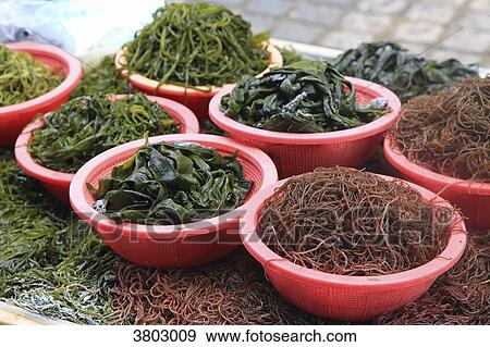 South Korea, Busan. Algae View Large Photo Image Stock Photo - South Korea, Busan. Algae. Fotosearch