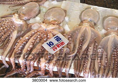 South Korea, Busan. Fish Market. Jagalchi Market. Octopus View Large Photo Image Picture - South Korea, Busan. Fish Market. Jagalchi Market. Octopus. Fotosearch