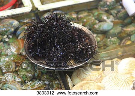 South Korea, Busan. Fish Market. Jagalchi Market View Large Photo Image Stock Image - South Korea, Busan. Fish Market. Jagalchi Market. Fotosearch