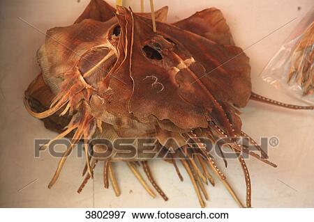 Stock Photo - South Korea, Busan. Fish Market. Jagalchi Market. Ray. Fotosearch