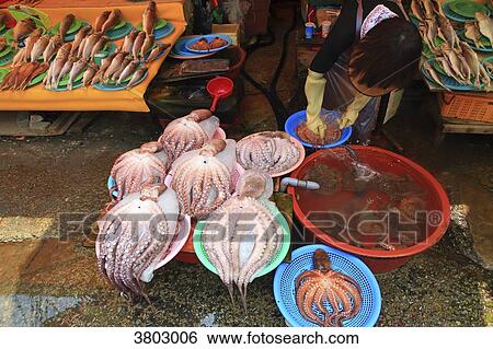 South Korea, Busan. Fish Market. Jagalchi Market. Octopus View Large Photo Image Stock Photograph - South Korea, Busan. Fish Market. Jagalchi Market. Octopus. Fotosearch
