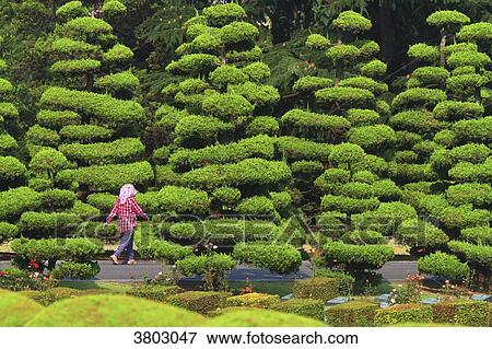 Stock Photo - South Korea, Busan. United Nations Memorial Cemetery. Fotosearch