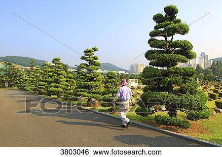 Stock Photograph - South Korea, Busan. United Nations Memorial Cemetery. Fotosearch