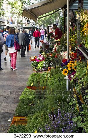 Spain, Catalonia, Barcelona, la Rambla View Large Photo Image Stock Image - Spain, Catalonia, Barcelona, la Rambla. Fotosearch