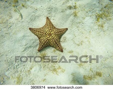 Star fish, Reserve, Tobago Cays, Mayreau, Saint-Vincent and the Grenadines, West Indies View Large Photo Image Picture - Star fish, Reserve, Tobago Cays, Mayreau, Saint-Vincent and the Grenadines, West Indies. Fotosearch