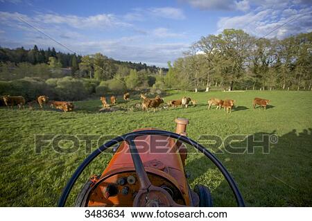 Picture - Steering wheel of a tractor with cows in the background. Fotosearch