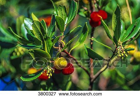 Stock Photo - Strawberry tree with flowers and fruits. Fotosearch
