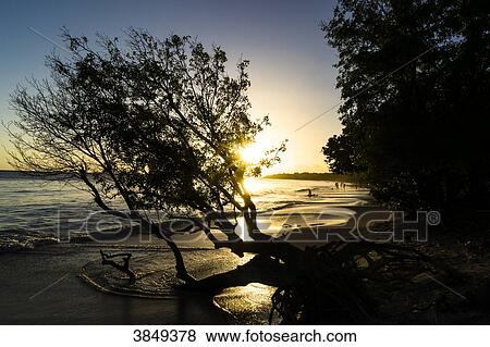 Sunset on the Saline's beach, Martinique, France View Large Photo Image Stock Photo - Sunset on the Saline's beach, Martinique, France. Fotosearch