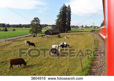 Switzerland, Jura canton, Franches-Montagnes, little railway between La Chaux de Fond and Le Boechet. View from the train on cows grazing in a pasture along the railway View Large Photo Image Stock Photograph - Switzerland, Jura canton, Franches-Montagnes, little railway between La Chaux de Fond and Le Boechet. View from the train on cows grazing in a pasture along the railway. Fotosearch