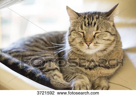 Tabby cat sleeping View Large Photo Image Stock Image - Tabby cat sleeping. Fotosearch