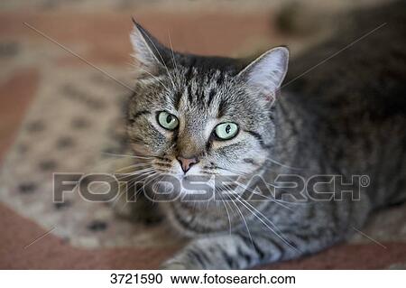 Tabby cat View Large Photo Image Stock Image - Tabby cat. Fotosearch