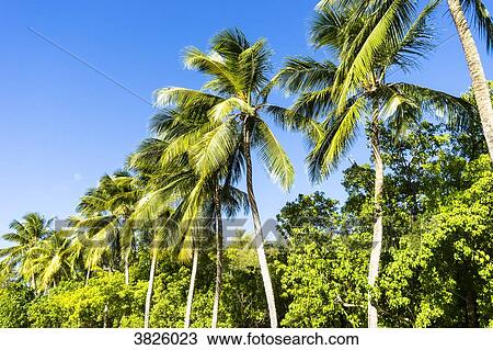 Stock Image - Tartane's beach, Caravelle's peninsula, Martinique, France. Fotosearch