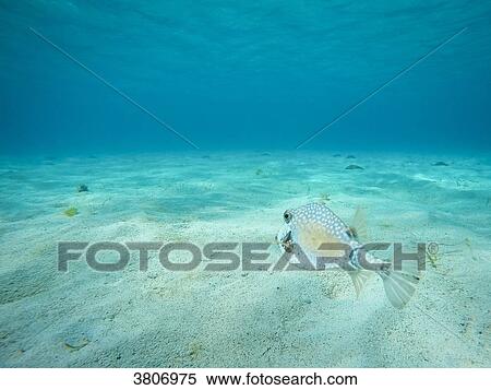 Tetrodon, Reserve, Tobago Cays, Mayreau, Saint-Vincent and the Grenadines, West Indies View Large Photo Image Stock Photography - Tetrodon, Reserve, Tobago Cays, Mayreau, Saint-Vincent and the Grenadines, West Indies. Fotosearch