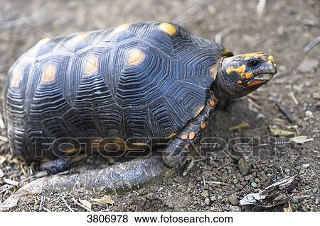 Turtle at Baradal's island, Reserve, Tobago Cays, Saint-Vincent and the Grenadines, West Indies View Large Photo Image Stock Photo - Turtle at Baradal's island, Reserve, Tobago Cays, Saint-Vincent and the Grenadines, West Indies. Fotosearch