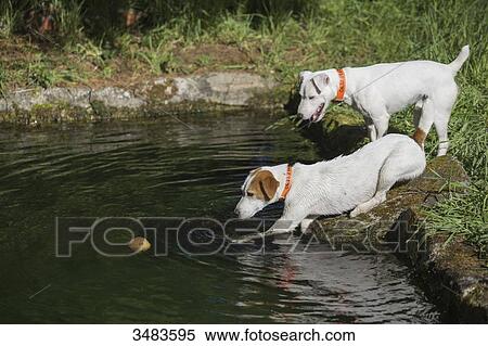 Two dogs playing with a ball in the water View Large Photo Image Stock Photography - Two dogs playing with a ball in the water. Fotosearch