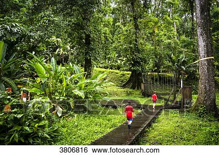 Two kids are walking in the tropical forest, Coeur Bouliki, Saint-Joseph, Martinqiue, France View Large Photo Image Stock Photograph - Two kids are walking in the tropical forest, Coeur Bouliki, Saint-Joseph, Martinqiue, France. Fotosearch