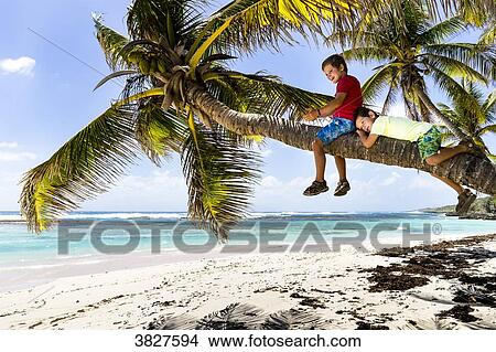 Two kids on a coconut tree, La Feuillere's beach, Capesterre, Marie-Galante, Guadeloupe, France View Large Photo Image Picture - Two kids on a coconut tree, La Feuillere's beach, Capesterre, Marie-Galante, Guadeloupe, France. Fotosearch