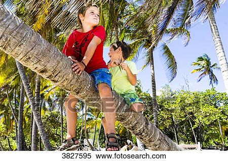 Two kids on a coconut tree, La Feuillere's beach, Capesterre, Marie-Galante, Guadeloupe, France View Large Photo Image Stock Photography - Two kids on a coconut tree, La Feuillere's beach, Capesterre, Marie-Galante, Guadeloupe, France. Fotosearch