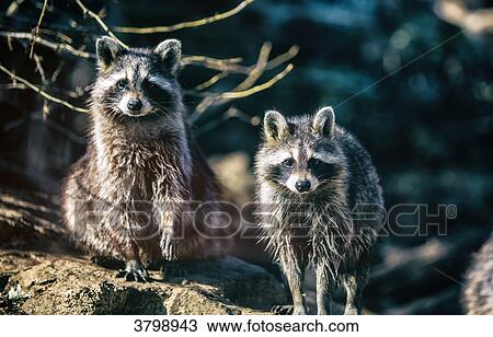 Two raccoons front view View Large Photo Image Stock Image - Two raccoons front view. Fotosearch