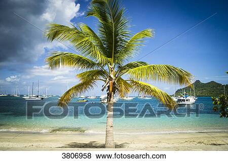 Tyrell Bay's beach, Carricaou, Grenada, West Indies View Large Photo Image Stock Photo - Tyrell Bay's beach, Carricaou, Grenada, West Indies. Fotosearch