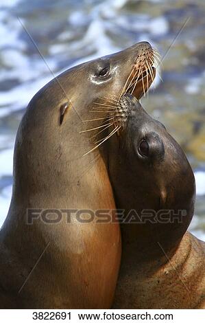 USA, California, La Jolla Cove, seals View Large Photo Image Stock Image - USA, California, La Jolla Cove, seals. Fotosearch
