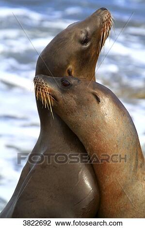 USA, California, La Jolla Cove, seals View Large Photo Image Stock Image - USA, California, La Jolla Cove, seals. Fotosearch