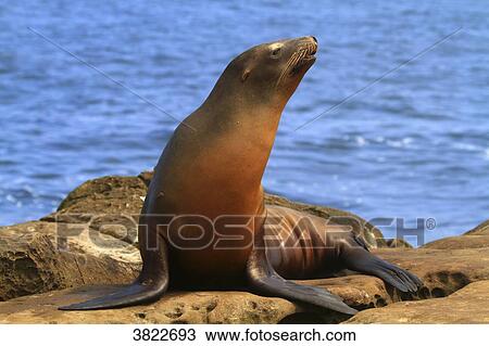 USA, California, La Jolla Cove, seals View Large Photo Image Stock Image - USA, California, La Jolla Cove, seals. Fotosearch
