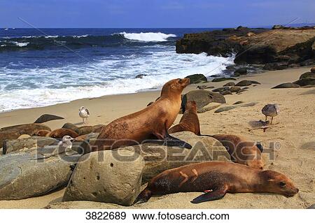 USA, California, La Jolla Cove, seals View Large Photo Image Stock Photo - USA, California, La Jolla Cove, seals. Fotosearch