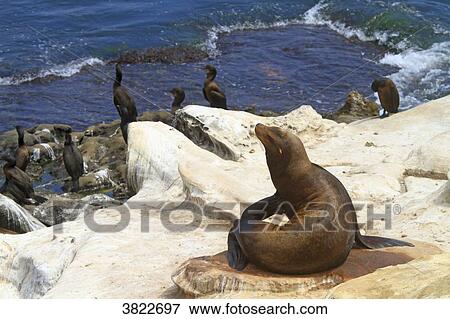 USA, California, La Jolla Cove, seals and cormorans View Large Photo Image Stock Photo - USA, California, La Jolla Cove, seals and cormorans. Fotosearch