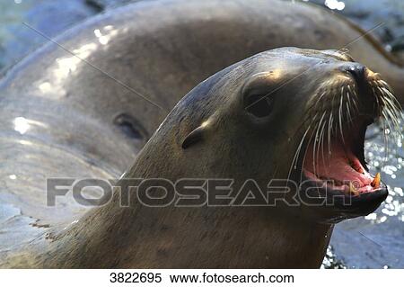 USA, California, La Jolla Cove, seals View Large Photo Image Stock Photography - USA, California, La Jolla Cove, seals. Fotosearch