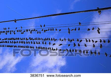 USA, California, San Francisco, Mission district, pigeons on electric lines View Large Photo Image Stock Image - USA, California, San Francisco, Mission district, pigeons on electric lines. Fotosearch