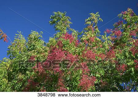 USA, California, Sonoma County, Bodega Bay, Brazilian Peppertree, Christmas Berry, Brazilian Pepper, Brazilian Pepper-tree, View Large Photo Image Stock Photo - USA, California, Sonoma County, Bodega Bay, Brazilian Peppertree, Christmas Berry, Brazilian Pepper, Brazilian Pepper-tree,. Fotosearch