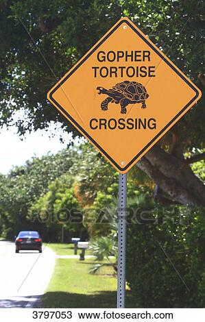 USA, Florida. Sanibel Island. Tortoise crossing View Large Photo Image Stock Image - USA, Florida. Sanibel Island. Tortoise crossing. Fotosearch