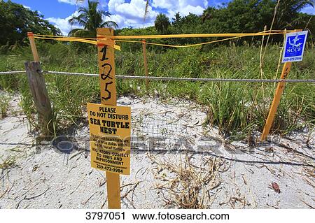 USA, Florida. Sanibel Island. Turtlle protection. View Large Photo Image Stock Image - USA, Florida. Sanibel Island. Turtlle protection.. Fotosearch