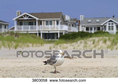 Stock Photo - Usa, New Jersey, Ocean City.. Fotosearch
