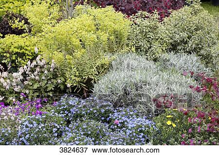 Various plants and flowers. View Large Photo Image Stock Photo - Various plants and flowers.. Fotosearch