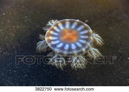 Venezuela, Margaita Island, National parc, La Laguna de la restinga. Jelly fish View Large Photo Image Stock Image - Venezuela, Margaita Island, National parc, La Laguna de la restinga. Jelly fish. Fotosearch
