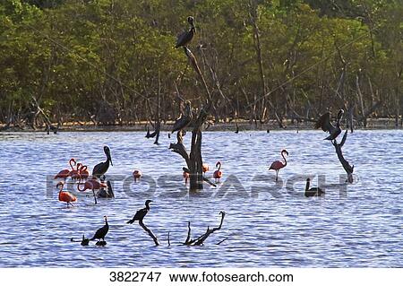 Stock Photo - Venezuela, Margaita Island, National parc, La Laguna de la restinga. Fotosearch